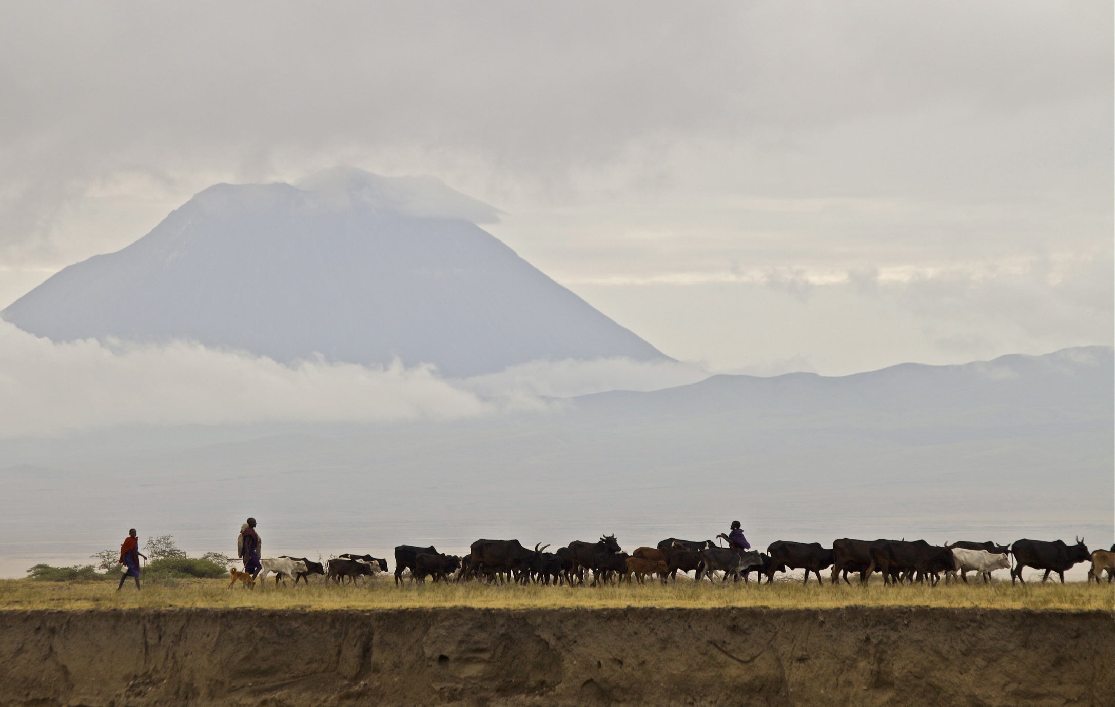 Cattle grazing on the Salai Plains, Loliondo Game Controlled Area, Tanzania. 