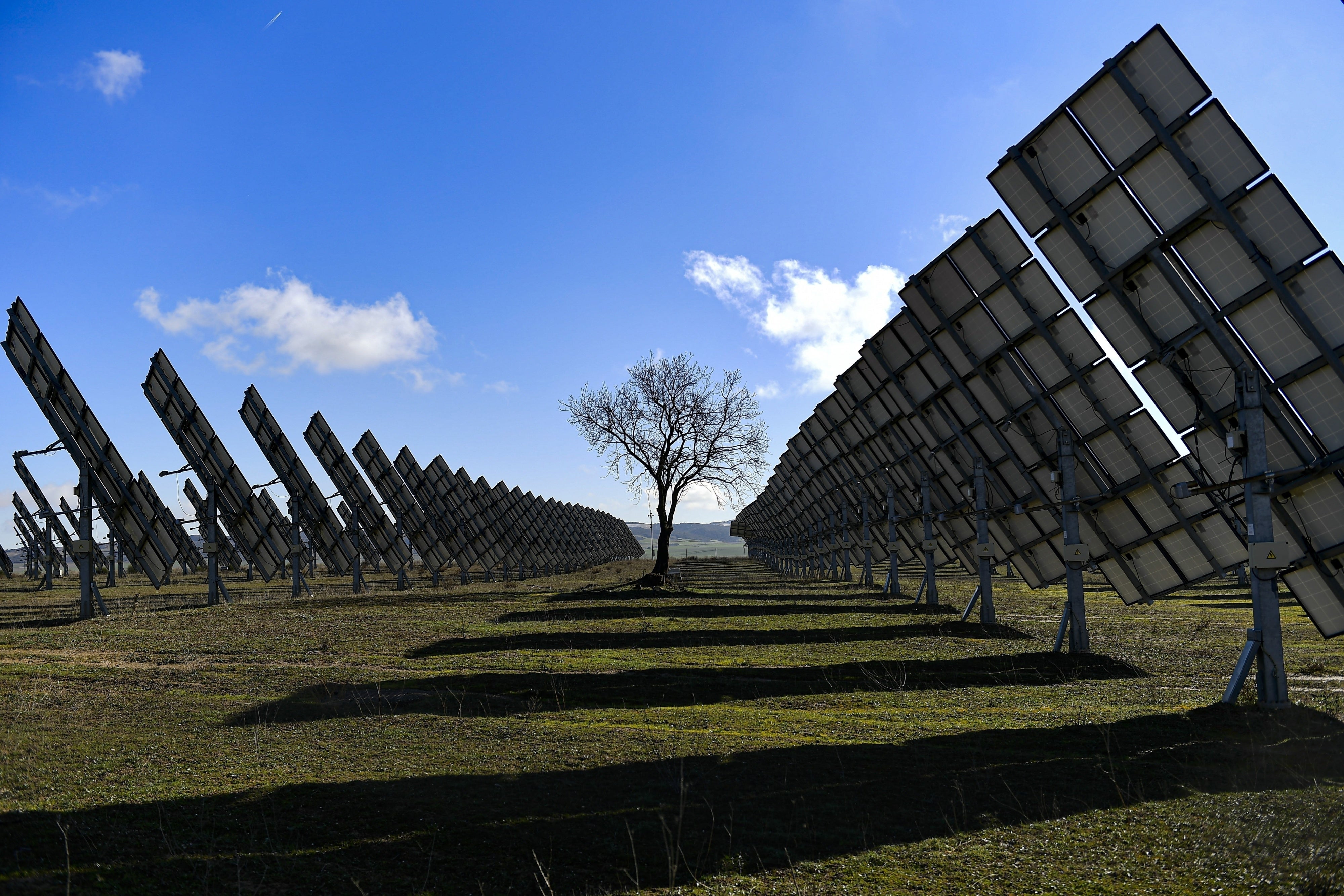 A tree is surrounded by solar panels in Los Arcos, Navarra Province, northern Spain, on Feb. 24, 2023.