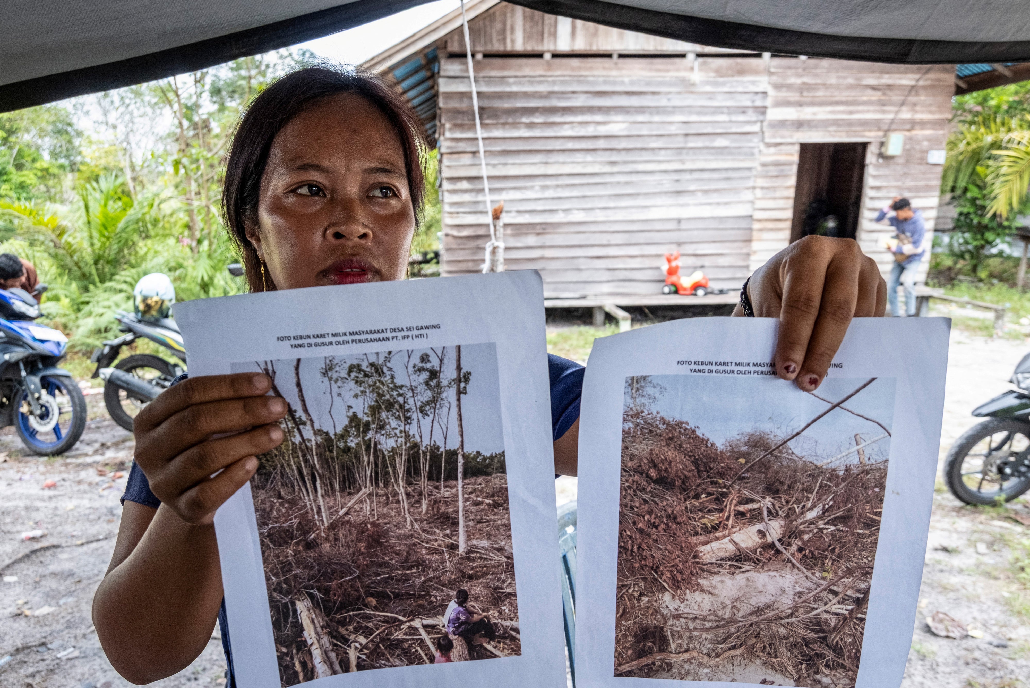 An Indigenous Dayak villager shows pictures of her rubber plantation destroyed by an industrial logging company