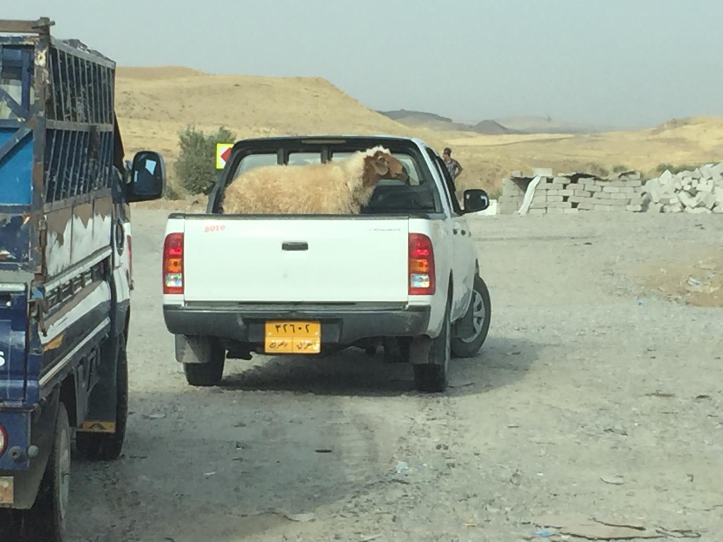 MENA-iraq-sinjar-2016-nov-photo-A
