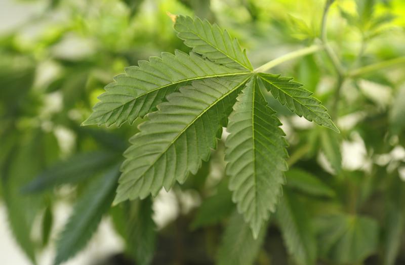 A marijuana plant is seen at a grow operation in Denver, Colorado December 31, 2013.