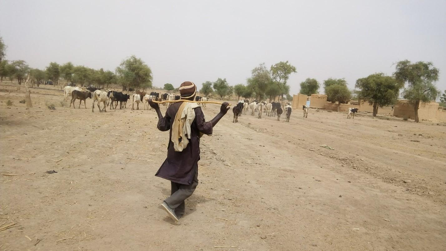 Un berger peul garde ses vaches dans la province burkinabè du Soum.