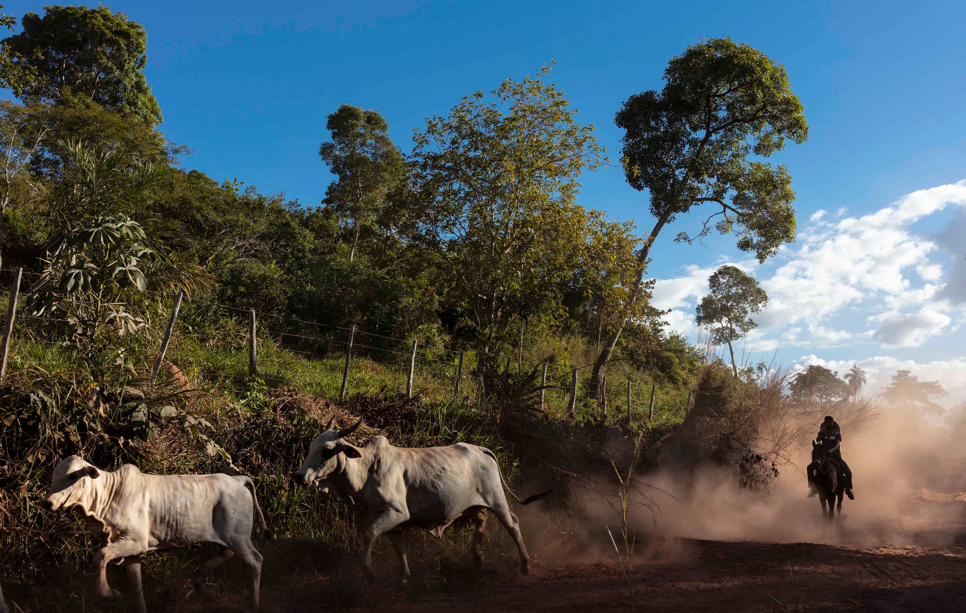 202001AME_Brazil_photo01