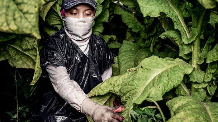 201512_CRD_US_TOBACCO_PHOTO_2