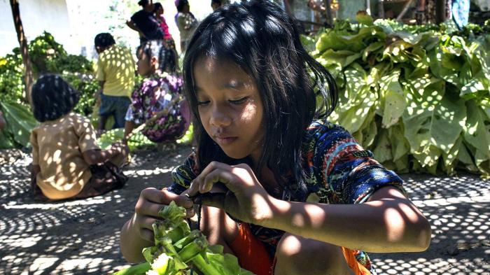 Anak perempuan 11 tahun mengikat daun tembakau ke tongkat untuk persiapan pengeringan di Lombok Timur, Nusa Tenggara Barat. 