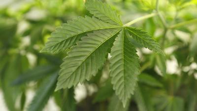 A marijuana plant is seen at a grow operation in Denver, Colorado December 31, 2013.