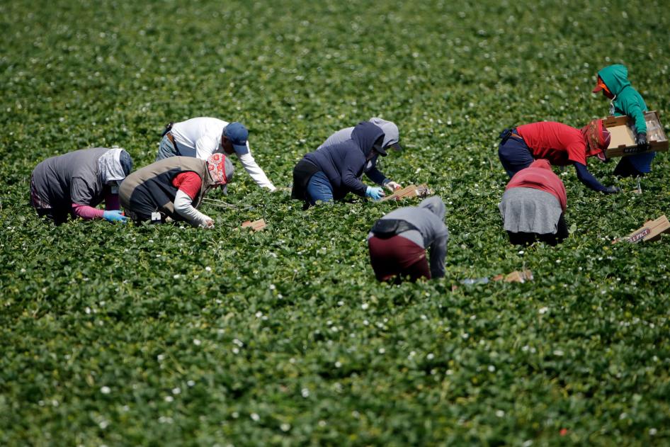 Farmworkers, considered essential workers under the current Covid-19 pandemic guidelines, work a strawberry field in Santa Paula, California, April 15, 2020. 