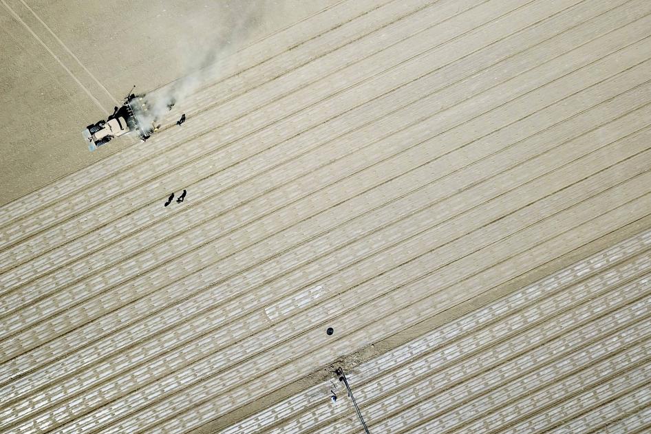 Cotton Field in Xinjiang 