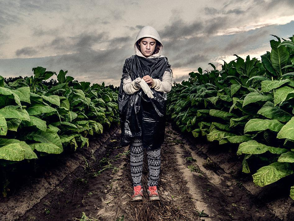 美国政府和各烟草公司未能保护青少年儿童免于在烟草农场从事危险工作。人权观察记录美国16到17岁青少年被烟草农场雇用长时间劳动，暴露于尼古丁、有毒杀虫剂和极端高温所受到的伤害。几乎所有受访青少年都曾在烟草农场工作时发生过符合急性尼古丁中毒的症状──恶心、呕吐、头痛或晕眩。