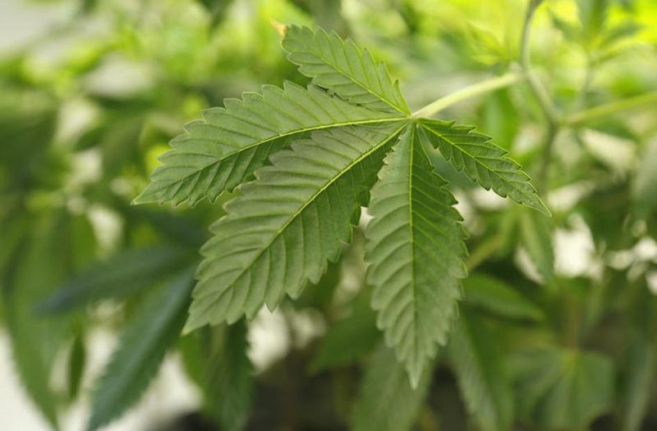 A marijuana plant is seen at a grow operation in Denver, Colorado December 31, 2013.