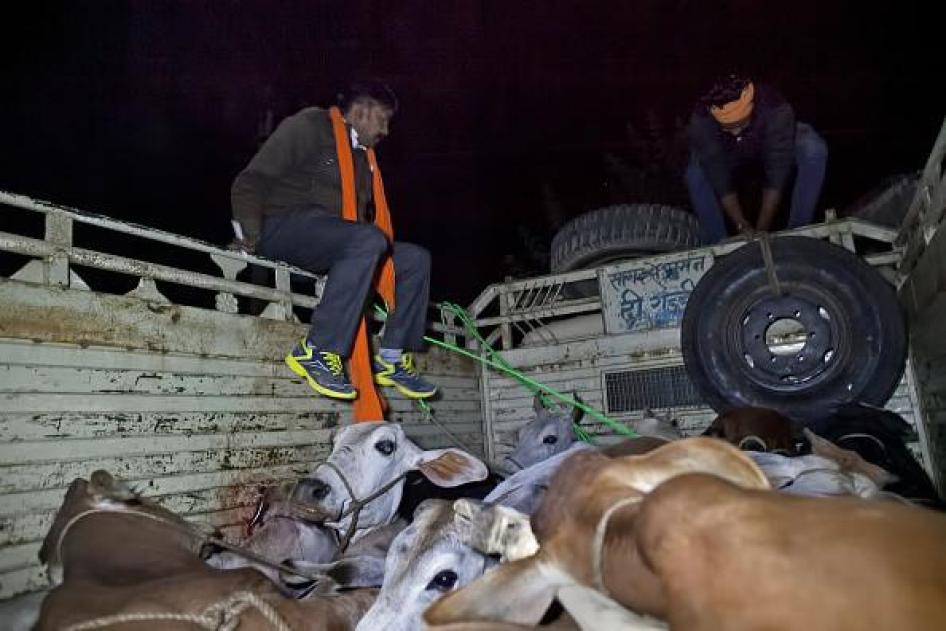 India: ‘Cow Protection’ Spurs Vigilante Violence PHOTO2