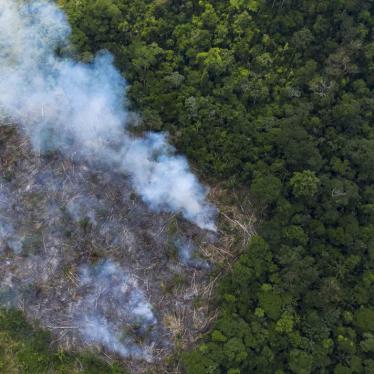 forest fire