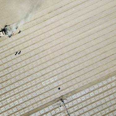 Cotton Field in Xinjiang 