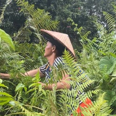 An Iban woman gathers an edible plant, paku, in Rumah Jeffery’s ancestral territory